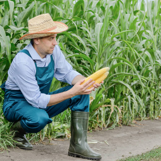 Un agriculteur inspectant son maïs