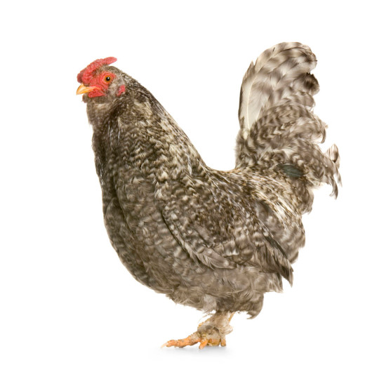Des poules élevées en plein air